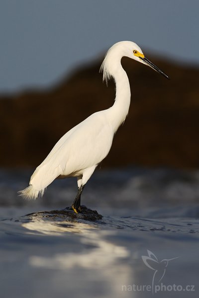 Volavka bělostná (Egretta thula), Volavka bělostná (Egretta thula), Snowy Egret, Autor: Ondřej Prosický | NaturePhoto.cz, Model: Canon EOS-1D Mark III, Objektiv: Canon EF 400mm f/5.6 L USM, Ohnisková vzdálenost (EQ35mm): 520 mm, stativ Gitzo 1227 LVL + 1377M, Clona: 8.0, Doba expozice: 1/500 s, ISO: 100, Kompenzace expozice: -1/3, Blesk: Ne, Vytvořeno: 9. února 2008 7:17:43, pobřeží Pacifiku v Dominical (Kostarika)